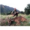 Image 4 : THE IBERIAN HUNTING EXPERIENCE: 4 Day Hunt for 1 Hunter and 1 Non-Hunter in Spain for Roe or Fallow 