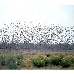 NORTE HUNTERS: 3 Days of High Volume Wingshooting for up to 4 Hunters in Cordoba, Argentina