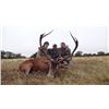 Image 2 : MG HUNTING: 5 Day Red Stag Hunt for 1 Hunter in Province of La Pampa