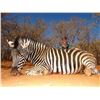 Image 1 : MOTSOMI SAFARIS: 7 Day Safari for 2 Hunters and 2 Observers in South Africa