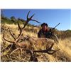 Image 2 : ATP HUNT: 3 Day Iberian Red Stag and European Wild Boar for 1 Hunter and 1 Non-Hunter in San Bruno E
