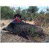 Image 3 : ATP HUNT: 3 Day Iberian Red Stag and European Wild Boar for 1 Hunter and 1 Non-Hunter in San Bruno E