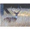 Image 1 : JOSHUA CREEK RANCH: 3 Day/2 Night Axis Hunt for 1 Hunter in the Heart of Texas