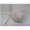 Image 2 : Uncommon Variety and Size for Species Conch Sea Shell