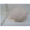 Image 3 : Uncommon Variety and Size for Species Conch Sea Shell