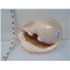 Image 4 : Uncommon Variety and Size for Species Conch Sea Shell