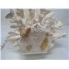 Image 5 : Ornamental Centerpiece Sea Antler Coral Specimen
