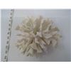 Image 6 : Ornamental Centerpiece Sea Antler Coral Specimen
