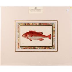 Marcus Elieser BLOCH (1723-1799)