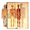 Image 2 : Dr. Minders Anatomical Manikin of the Human Body