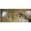 Image 2 : Framed limited edition print titled "Masai Mara Hunter-cheetah" pencil signed by artist David N. Kit