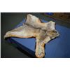 Image 1 : Bobcat skin rug, nose to tail measurement is 32"