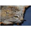 Image 2 : Bobcat skin rug, nose to tail measurement is 32"