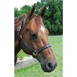 Small havanna show halter Made with vegetable tanned leather expertly prepared for suppleness and st