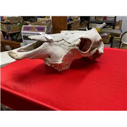 Vintage horse skull well aged