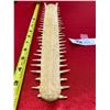 Image 2 : 16" Long Tooth Swordfish