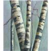 Image 1 : Birch Trees, c.1960