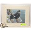 Image 1 : ROBERT BATEMAN PRINT TUFTED  PUFFINS