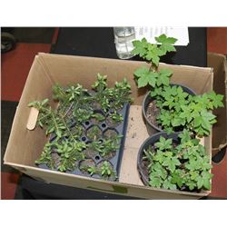 BOX W/ 2 HOPS PERENNIALS AND 20 SPRUCE SEEDLINGS