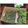 Image 1 : BOX W/ 2 HOPS PERENNIALS AND 20 SPRUCE SEEDLINGS
