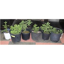 LOT OF 6 - SPRUCE SEEDLINGS
