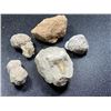 Image 1 : Natural History Lot - Shark Tooth Fossil - Pet. Wd
