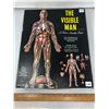 Image 1 : Complete Vintage 1959 "Re-Visible Man" Plastic Model All Parts