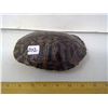 Image 1 : 7" Long Turtle Shell - Suited To Making A Rattle