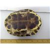 Image 3 : 7" Long Turtle Shell - Suited To Making A Rattle