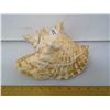 Image 1 : Florida Conch Seashell Flaring Pink Interior - Length 9"
