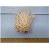 Image 2 : Florida Conch Seashell Flaring Pink Interior - Length 9"