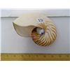 Image 1 : Rare Chambered Nautilus Seashell From Mariana's Trench, Guam