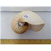 Image 2 : Rare Chambered Nautilus Seashell From Mariana's Trench, Guam