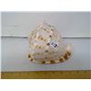 Image 1 : Grade A, 6" Diameter Helmet Conch Seashell - Collector Top Grade!