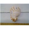 Image 2 : Grade A, 6" Diameter Helmet Conch Seashell - Collector Top Grade!