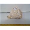 Image 3 : Grade A, 6" Diameter Helmet Conch Seashell - Collector Top Grade!