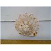 Image 4 : Grade A, 6" Diameter Helmet Conch Seashell - Collector Top Grade!