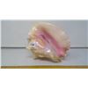 Image 3 : Gorgeous 9" Long 7" Tall Florida Conch Seashell Interior - Vivid Polished Pink
