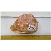 Image 1 : Helmet Conch Length 5" - Seashell Collector Specimen - Top Grade