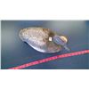 Image 2 : Antique Wood and Cork Duck Decoy