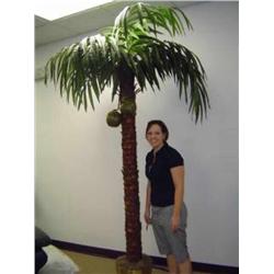 7 coconet palm silk tree 