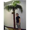 Image 1 : 7 coconet palm silk tree 