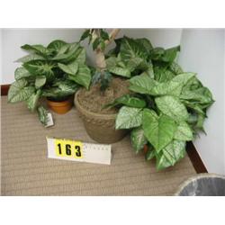 silk medium size group of 3 plants