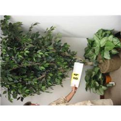 large silk ficus tee