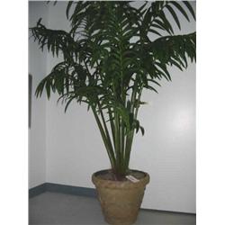 silk palm tree 7 tall
