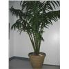 Image 1 : silk palm tree 7 tall