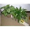 Image 1 : grouping of 2 silk plants in pots