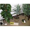 Image 1 : grouping of 3 small silk trees