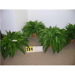 grouping of 4 potted silk ferns