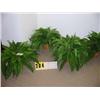 Image 1 : grouping of 4 potted silk ferns